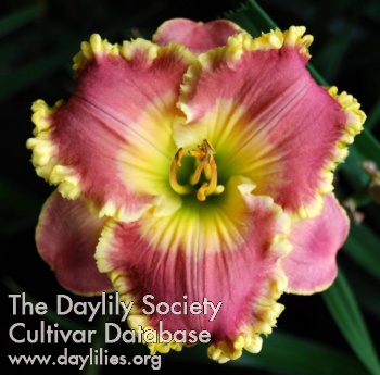 Daylily Taylor's Perfection